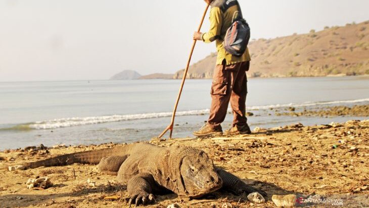 park ranger with komodo dragon indonesia
