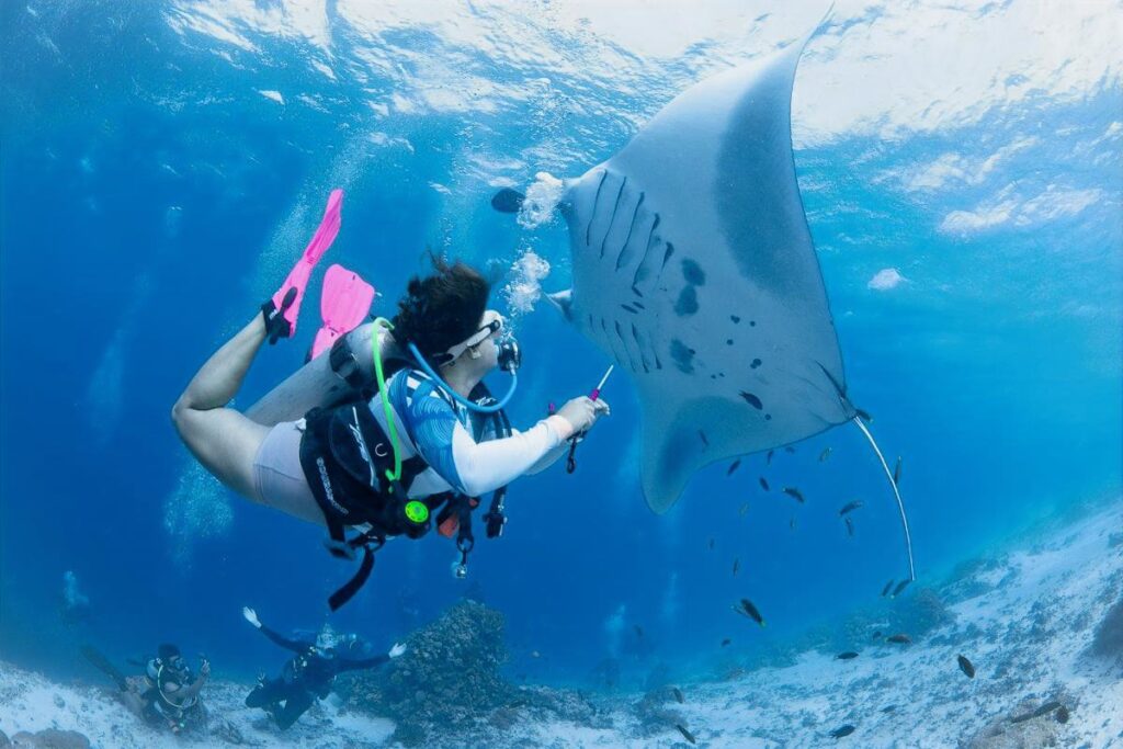 A scuba diver swimming closely with a magnificent giant Manta Ray doing a barrel roll underwater at Manta Point, Komodo.