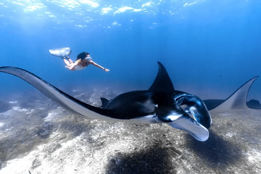 underwater photography giant mantas labuan bajo indonesia